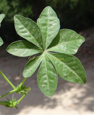  Leaf
